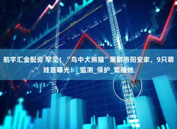 航宇汇金配资 罕见！“鸟中大熊猫”黑鹳洛阳安家，9只萌娃首曝光！_监测_保护_繁殖地